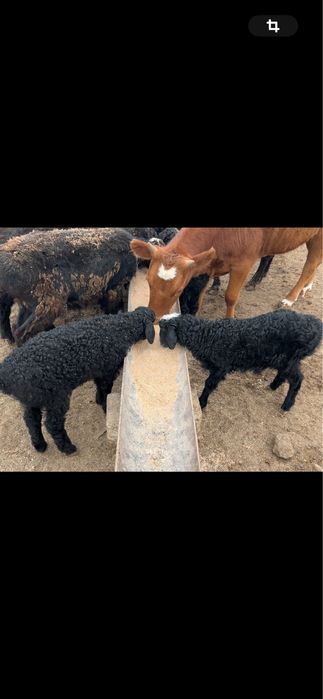 Кой козылы койлар сатылады