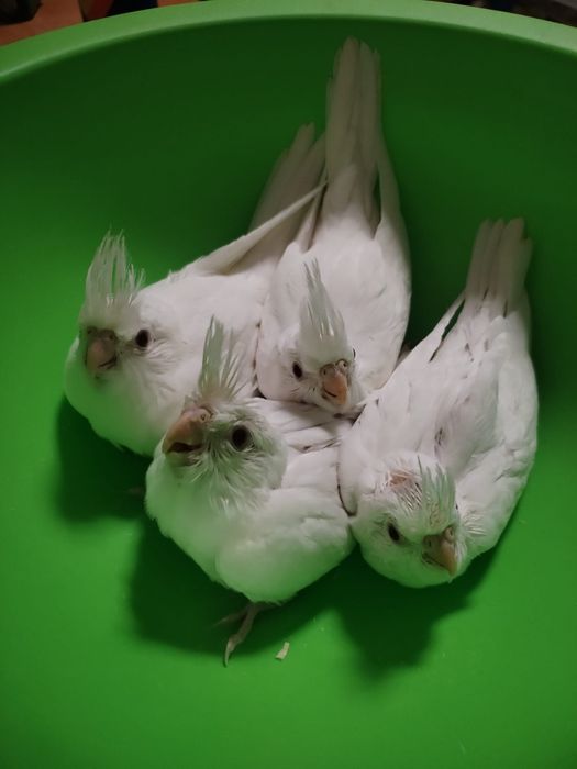 Pereche Nimfe mature albino/lutino