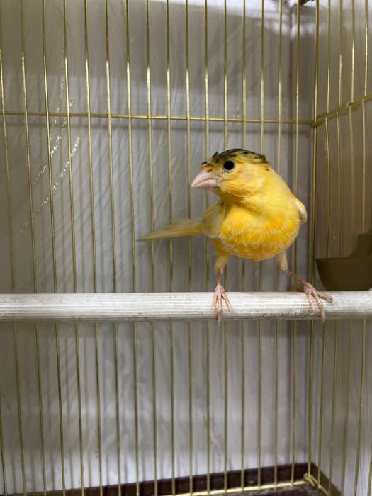 Narlar kanareykalar sotiladi narla