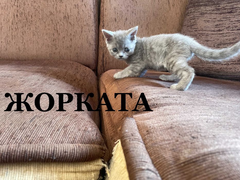 Британски късокосмести котенца