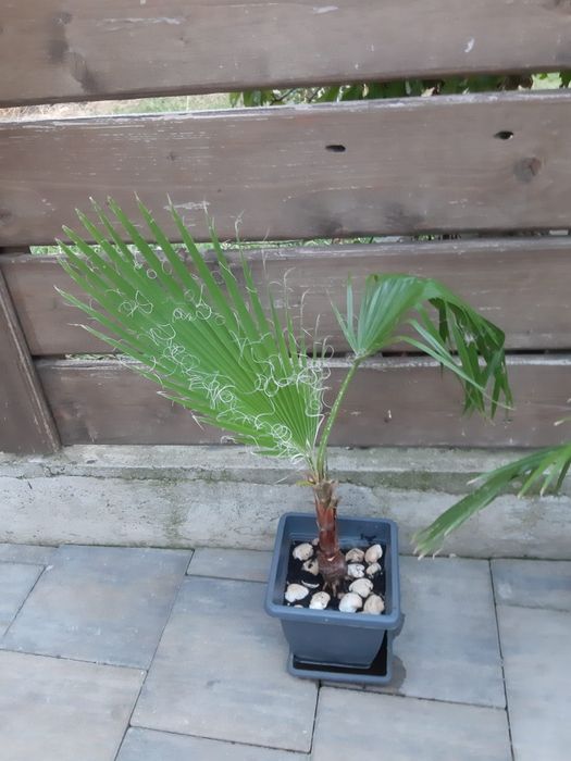 Vând palmieri diferite mărimi
