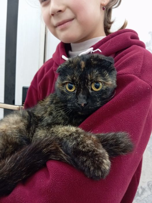 Shotlandskiy skotish fold ajoyib rangda