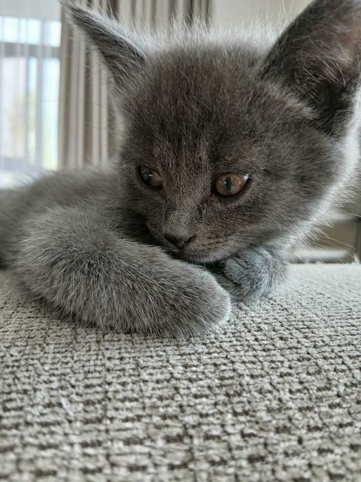 Русская Голубая, котенок, девочка