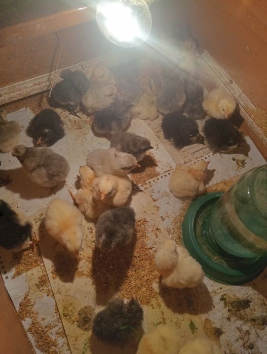 Продам цыплят домашних