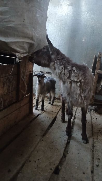 Занен Ешкі лақ сатылады