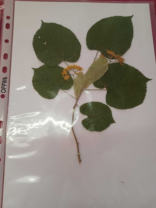 Хербарий ( за ученици и студенти)
