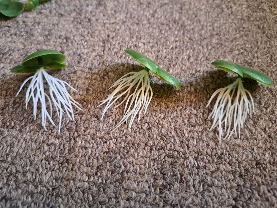 Plante de suprafață pentru acvariu