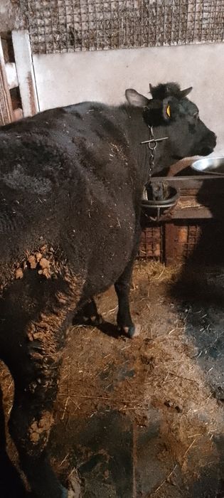 Телки полтора годовалые упитанные