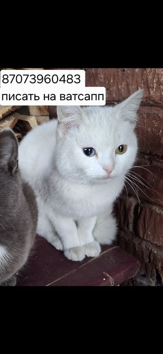 Отдам кошечку бесплатно