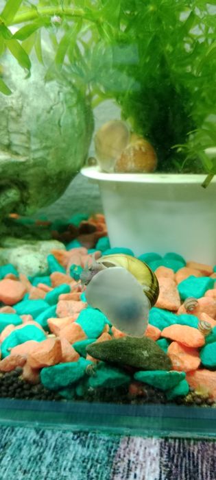 Улитки Эльф Спикси (малыши)