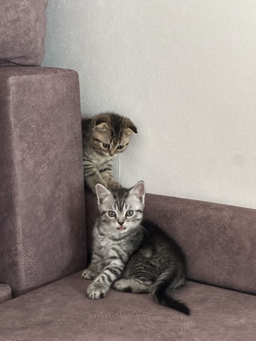 Котята Британцы продам 1,5 мес