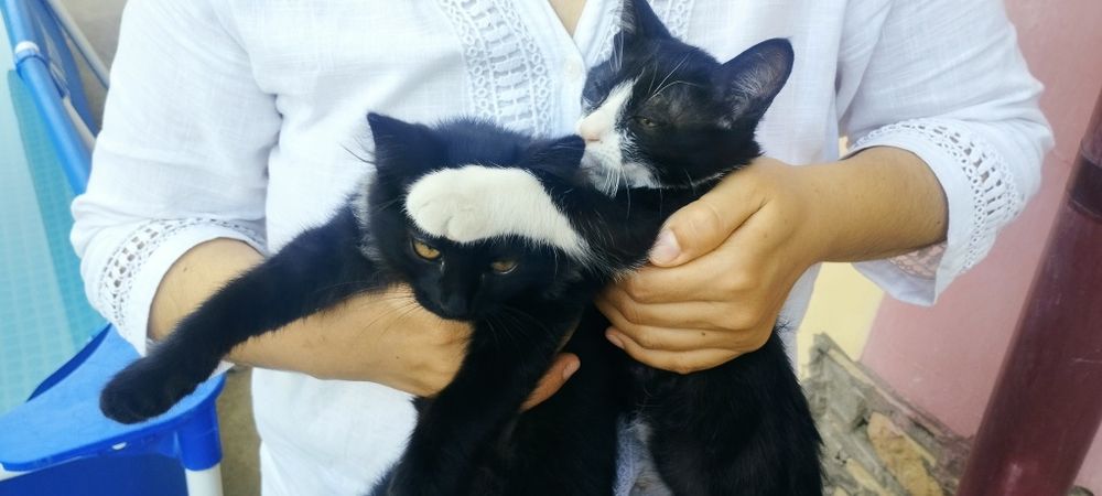 Мушукчала бор яхши оилага берилади