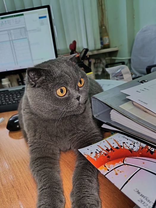 Отдам кошечку в добрые руки