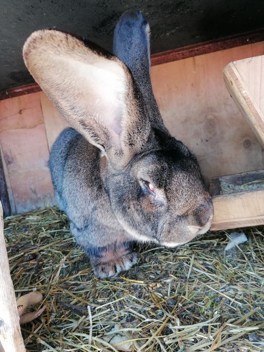 Berbec german și UG