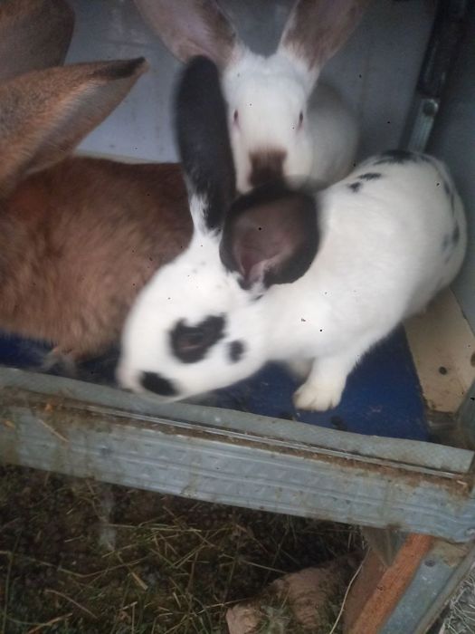 Куенлар сотилади