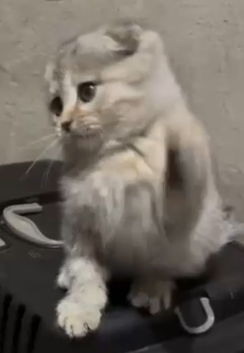 Скоттиш Фолд серебро чистокровный