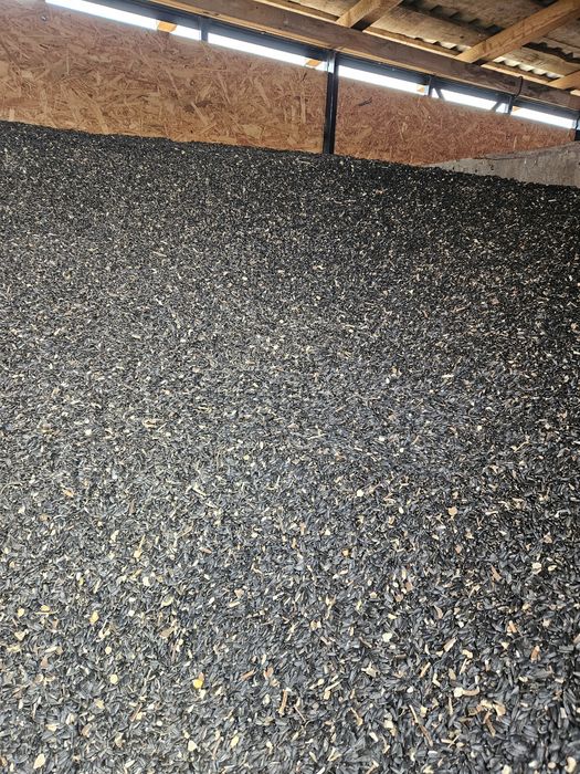 Floarea soarelui si ovaz