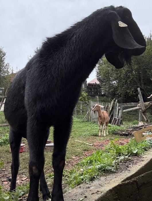 Vand tap Anglo Nubian 1,8 ani cu pedigree emis de Caprirom