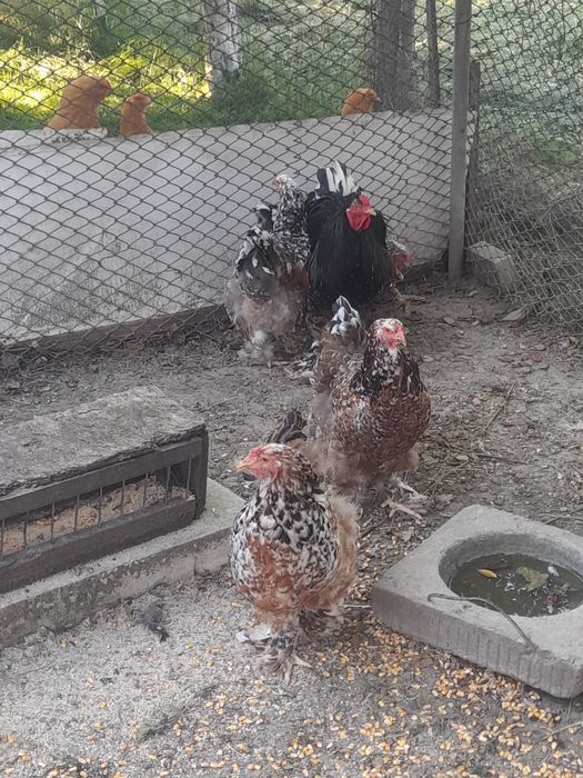 Vand gaini brahma hd și brahma culoarea porțelan