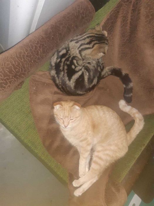 Котята в добрые руки. Смотрите фото