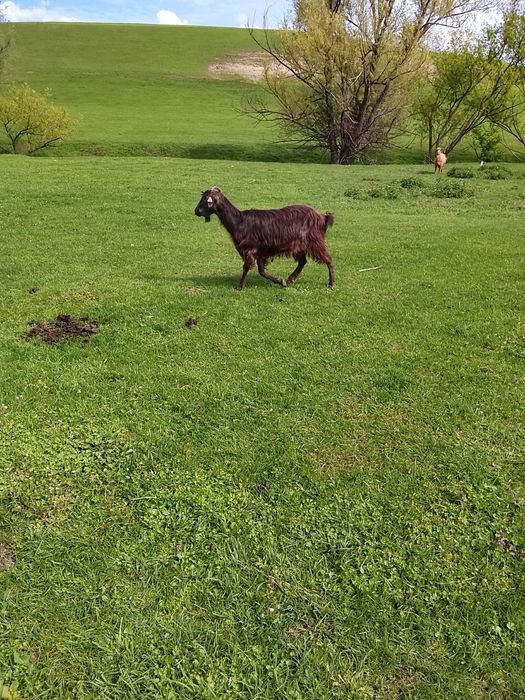 Vând capre pentru tăiere