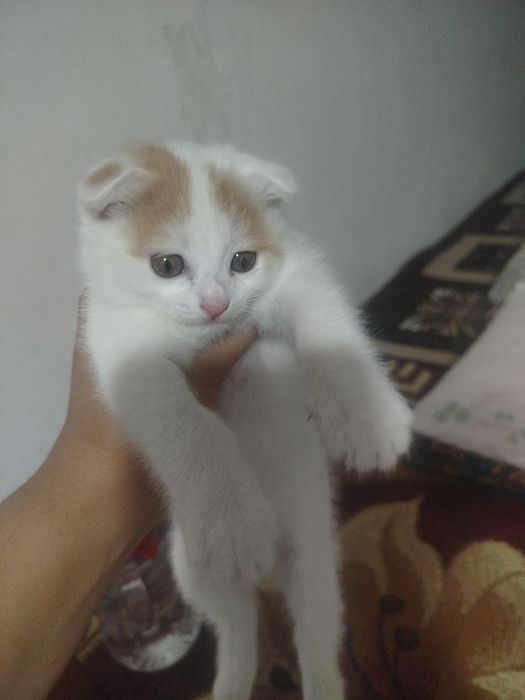 Mushak chalar donasi 1 milyondan onasi boʻgʻoz