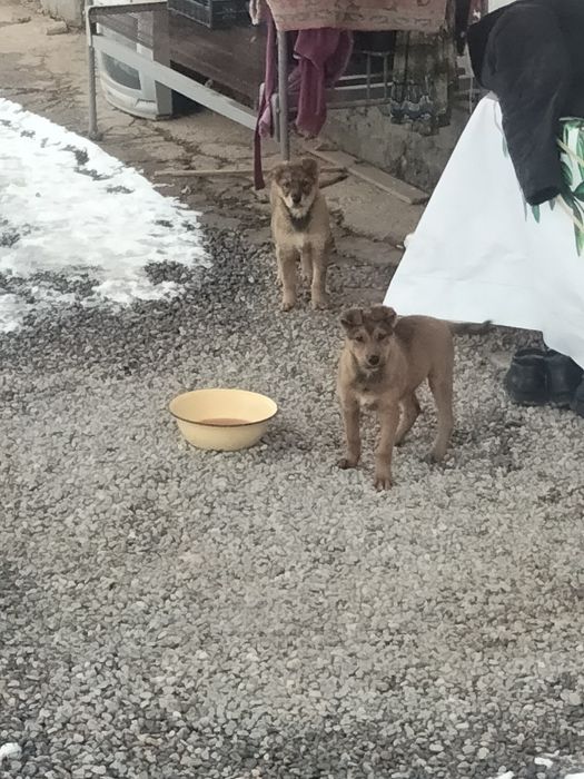 Күшік помес стафорт