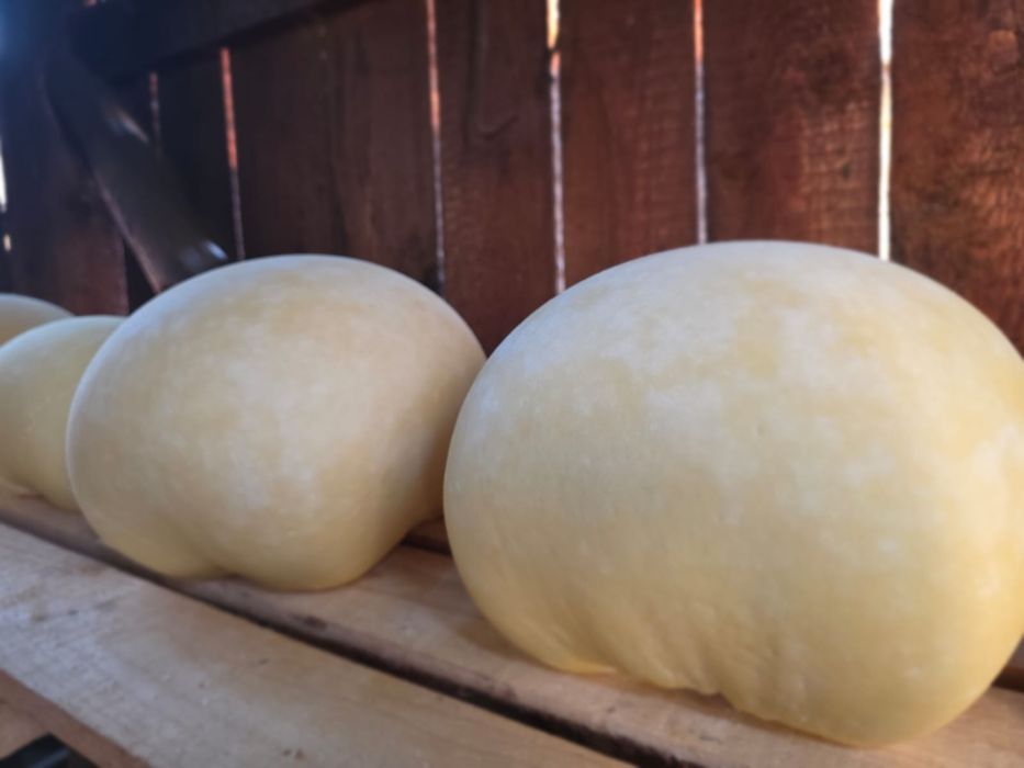 Cas de vaca proaspat