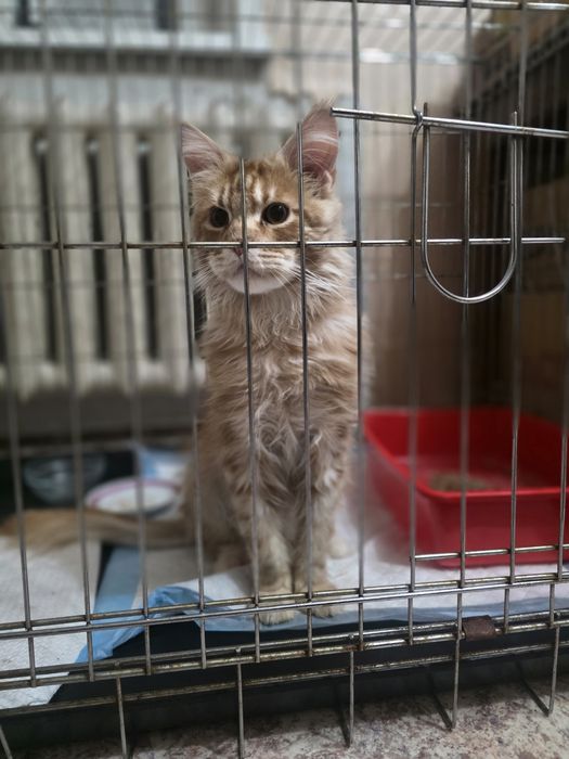 Пристраивается в добрые руки мейн кун