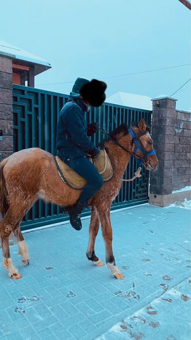 Жабагы тай сатылады