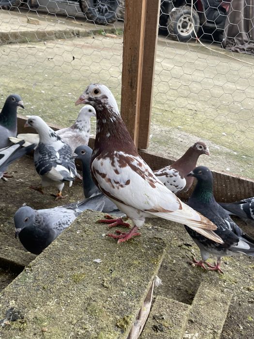 Vand/Schimb Porumbei voiajori si meulemans