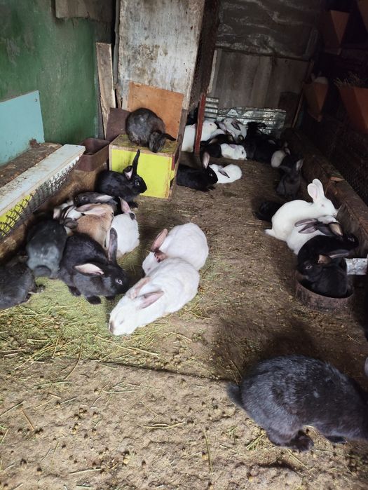 Кролики продам. .