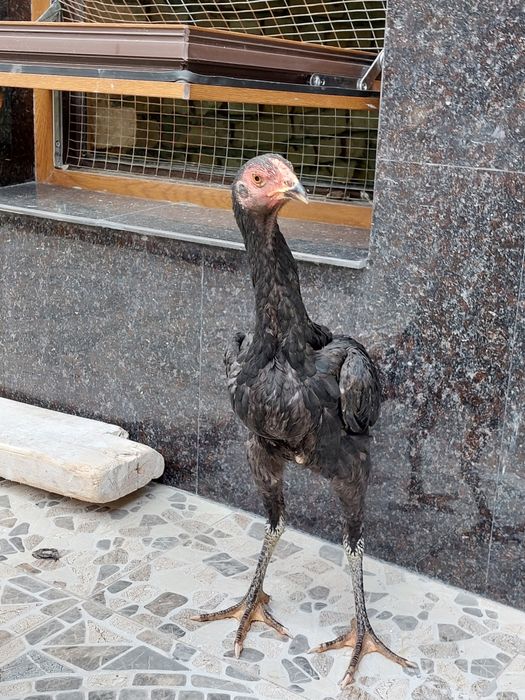 Toza dakan makiyon tovuq