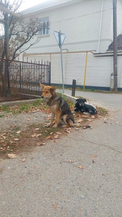 Собака (ит сатылады)