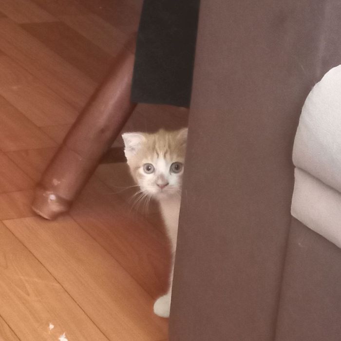 Скотиш фолд Мальчик