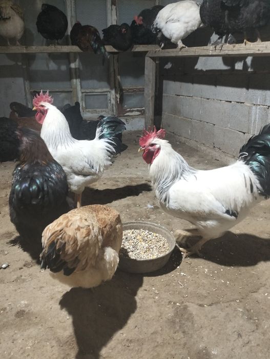 Адлер қораз сатам таза