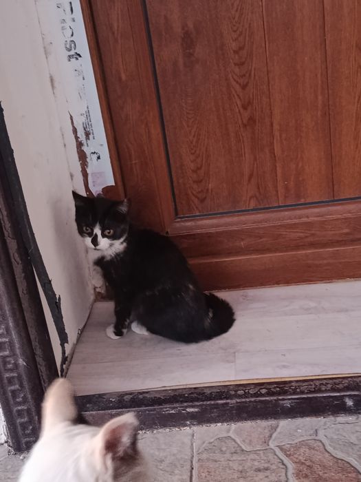 Отдам котят в хорошие руки