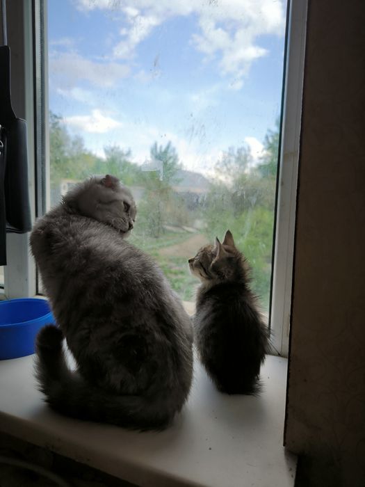 Котенок девочка в добрые руки.