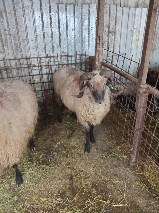 2 berbeci de vanzare