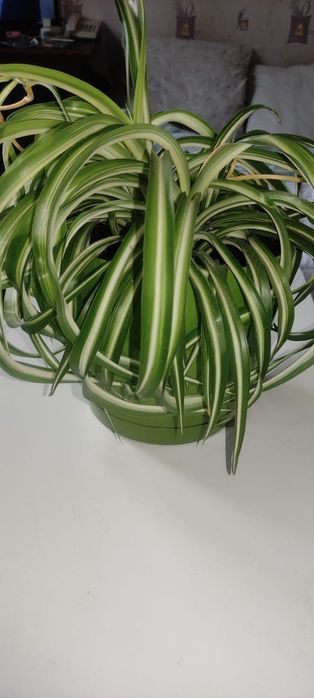 Хлорофитум в новом горшке