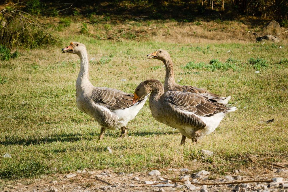 Продавам гъски/патки