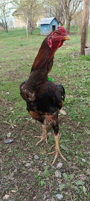 Дакан микс кореец с китайцем