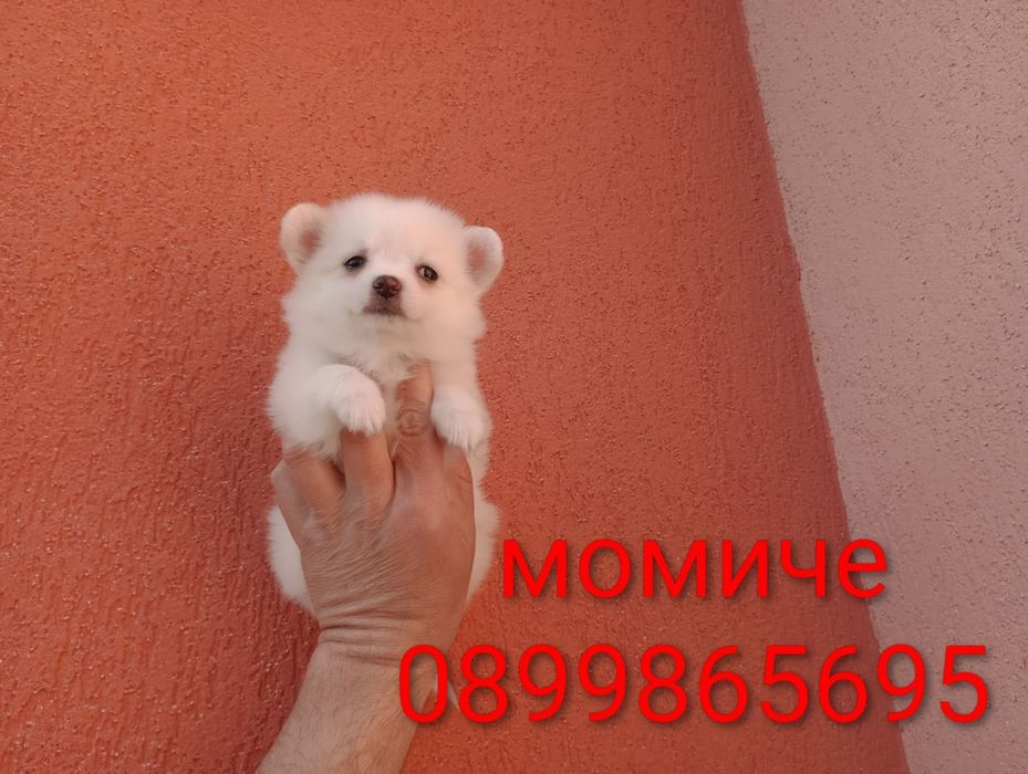 Мини Шпиц - Померан.
Мъжки и женски кученца.