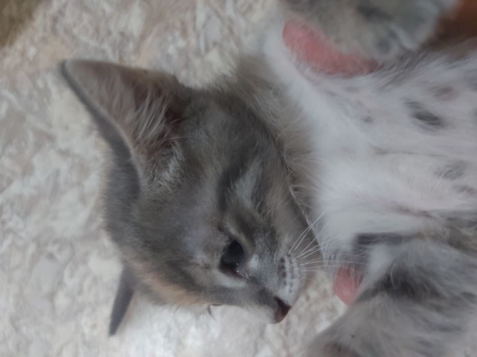 Отдам котят в добрые руки