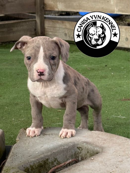 Mascul amstaff blue merle