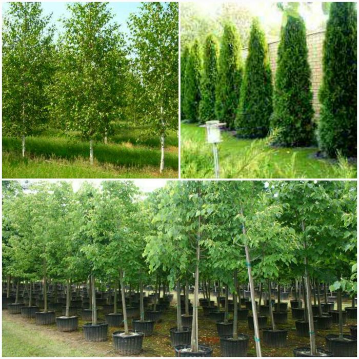 Tuia smaragd / columnaris / mesteacan betula / tei argintiu mirositor