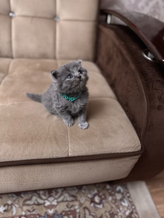 Скоттиш страйт мальчик