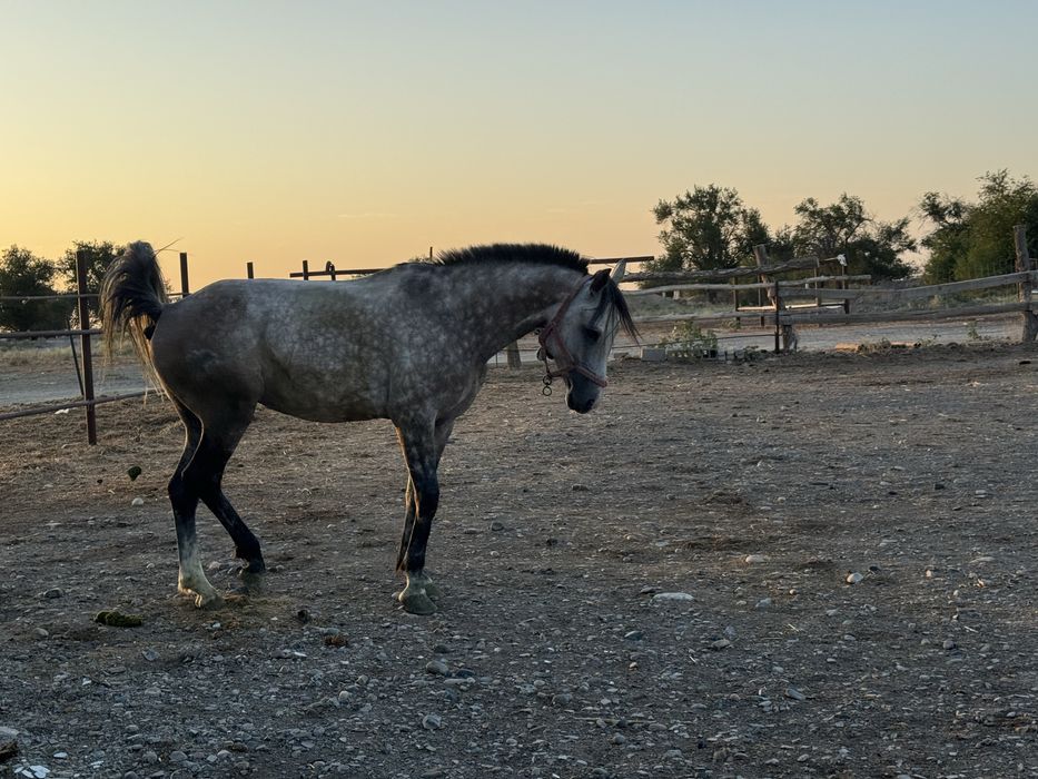 Продам жеребца Орловский рысак верховой