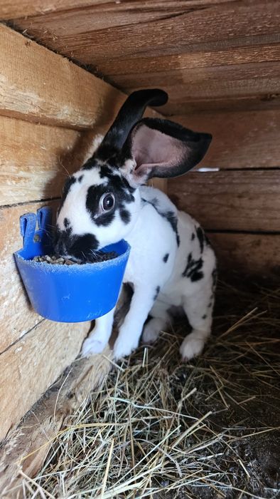 Iepuri rasa Rex bicolor si negri