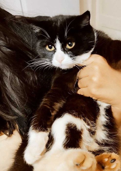 Юная малышка, компанейская ищет любящую семью,стерилизованная